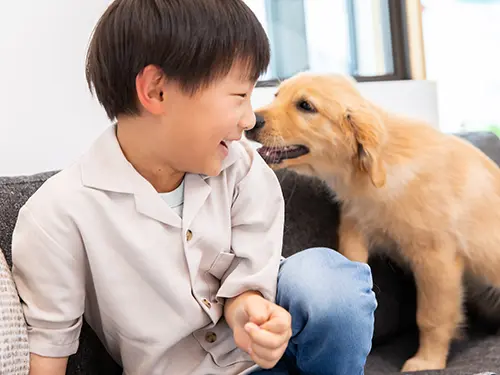 新築やリフォームで叶える！見栄えも良いペット向け内装材